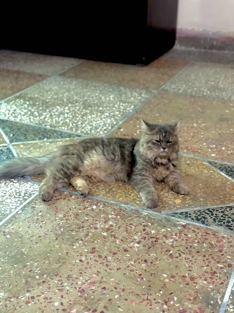 Persian cat female — photo 2