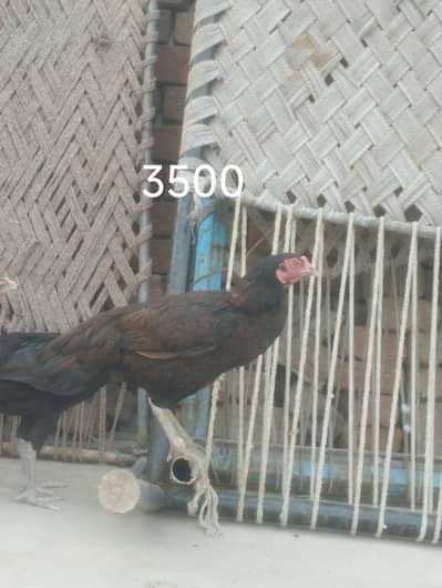 4 murgiyan Hain price pics ma Dekh lo agar 4 leni Hain to final 8000