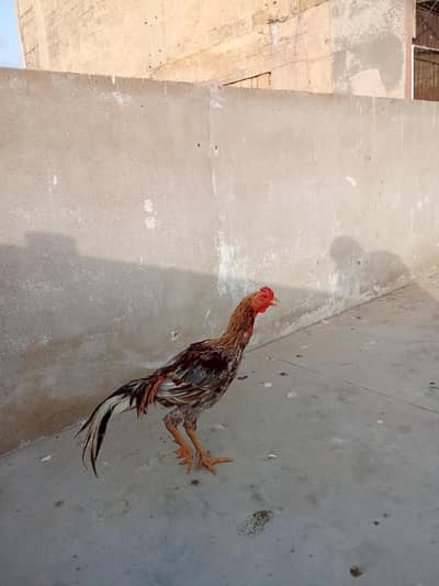 Aseel Patha Murgha