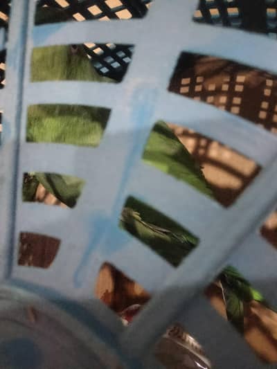 I want to see my parrots