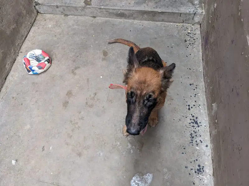 germen shepherd female — photo 5