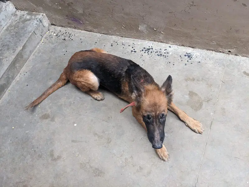 germen shepherd female — photo 6