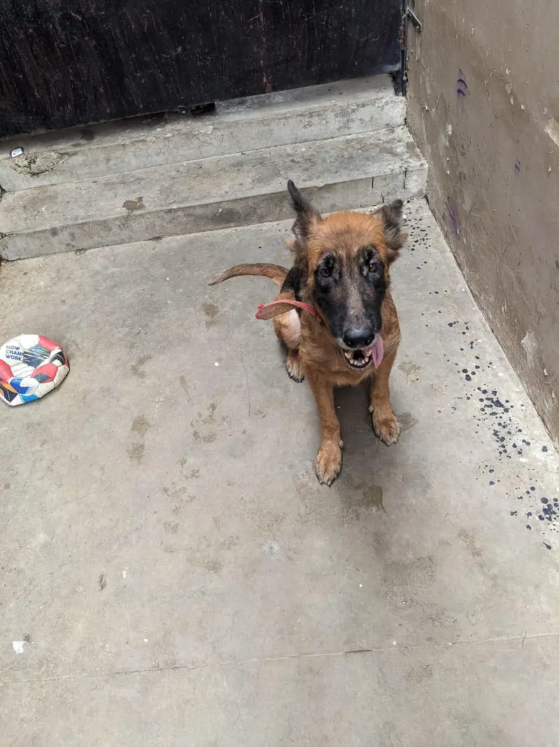 germen shepherd female — photo 8