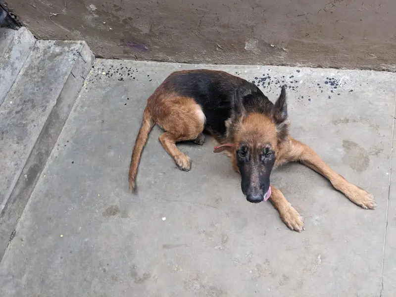 germen shepherd female — photo 9