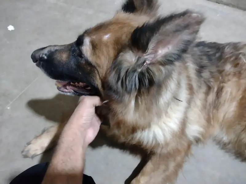 germen shepherd female — photo 10