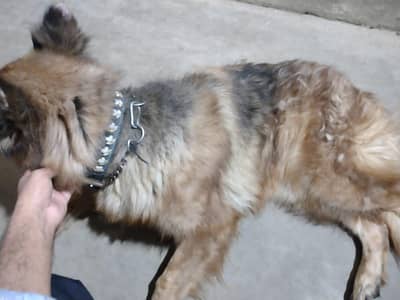 germen shepherd female