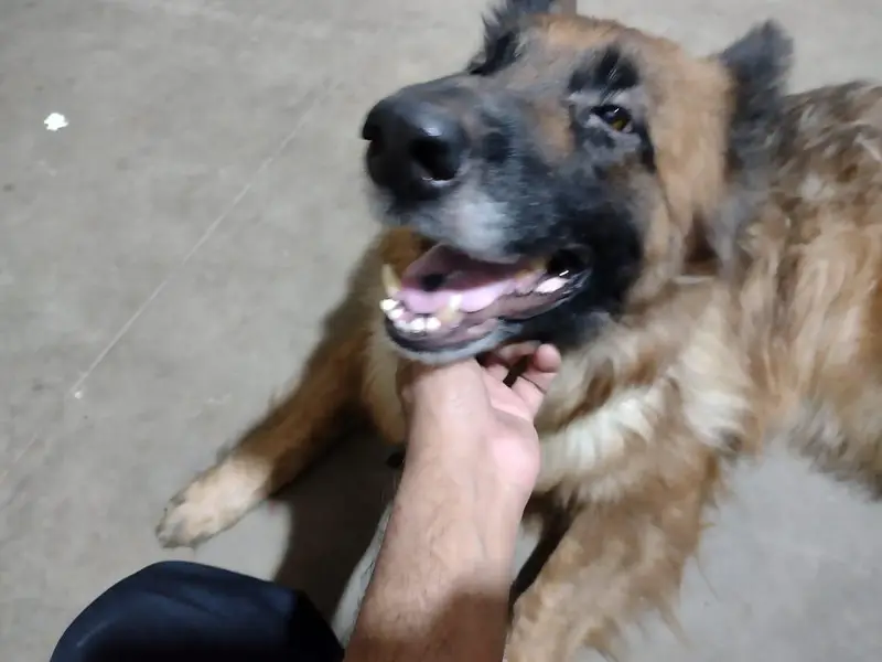 germen shepherd female — photo 12