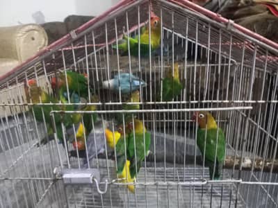 love birds colony ha 1 sa 2 phaty ha total 21 pice ha