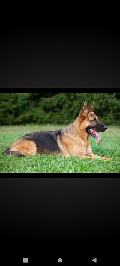 German shepherd female. . looking for a new house.