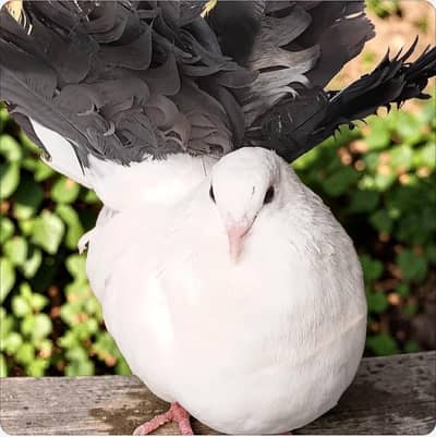 Urgent Sell Black Tail Female Or White Male