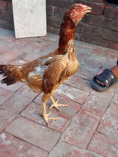 Two premium quality shamo female for sale urgent