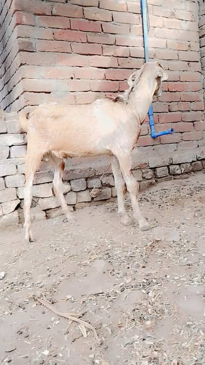 Taddi bakra