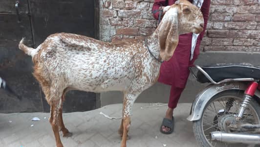 2 Goat for sale