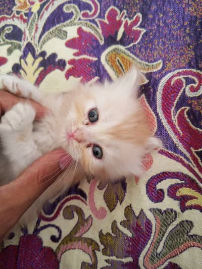 Persian Kittens for Sale of light and dark brown color.