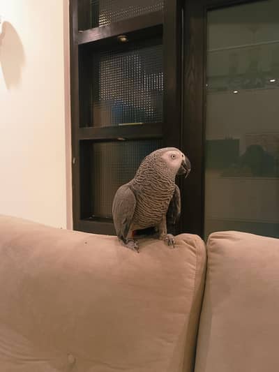 African Grey Parrot Male