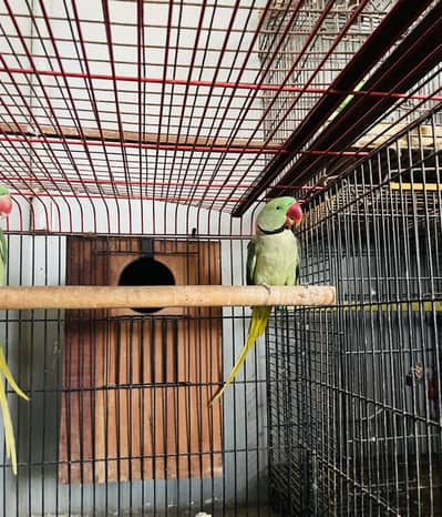 Raw parrot