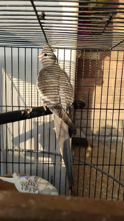 cocktail female