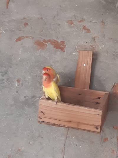 2 Pair Love brids for sell 1 small cage