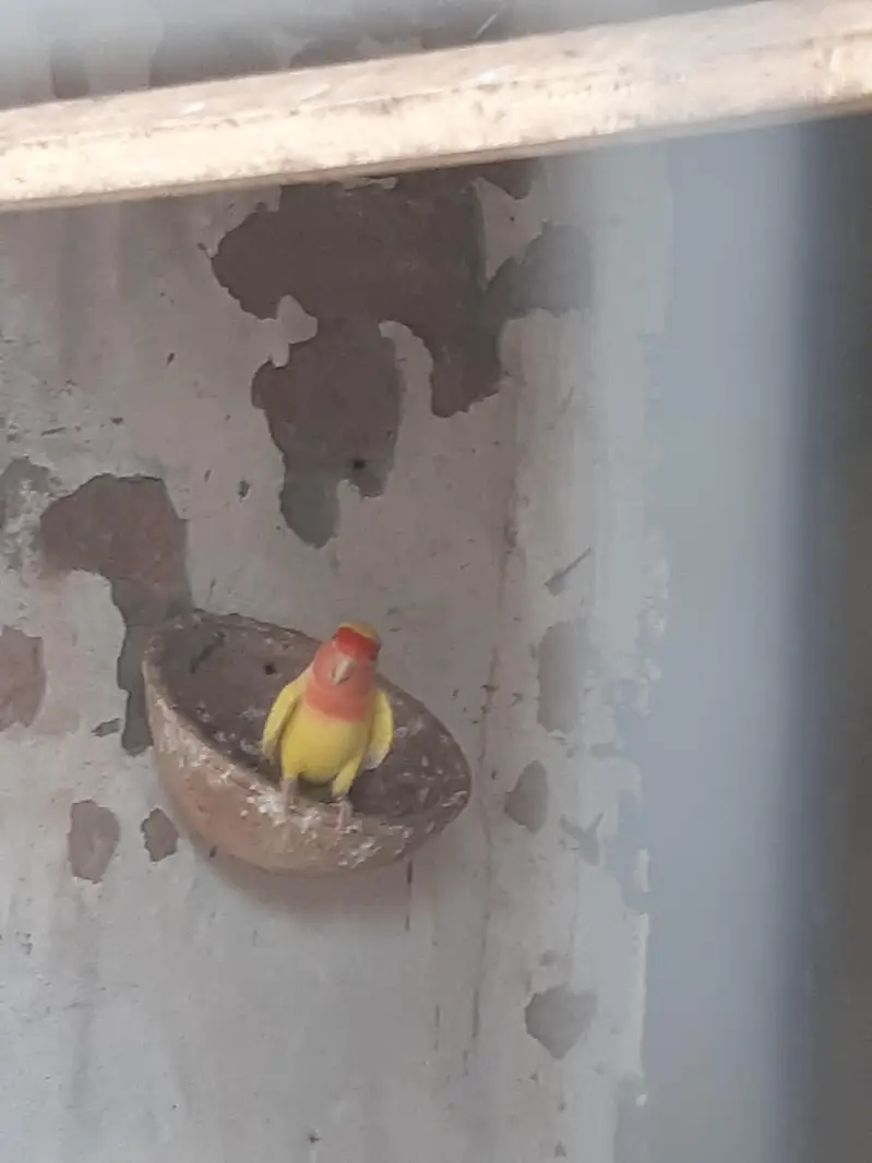2 Pair Love brids for sell 1 small cage — photo 2