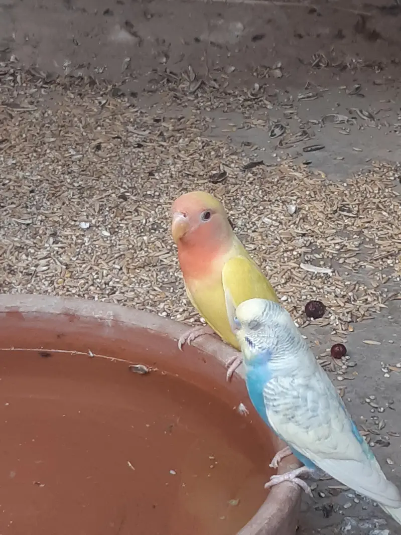 2 Pair Love brids for sell 1 small cage — photo 3
