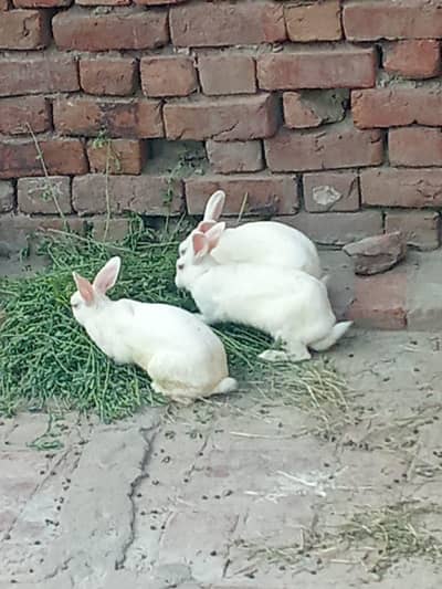 Female Rabbits sale