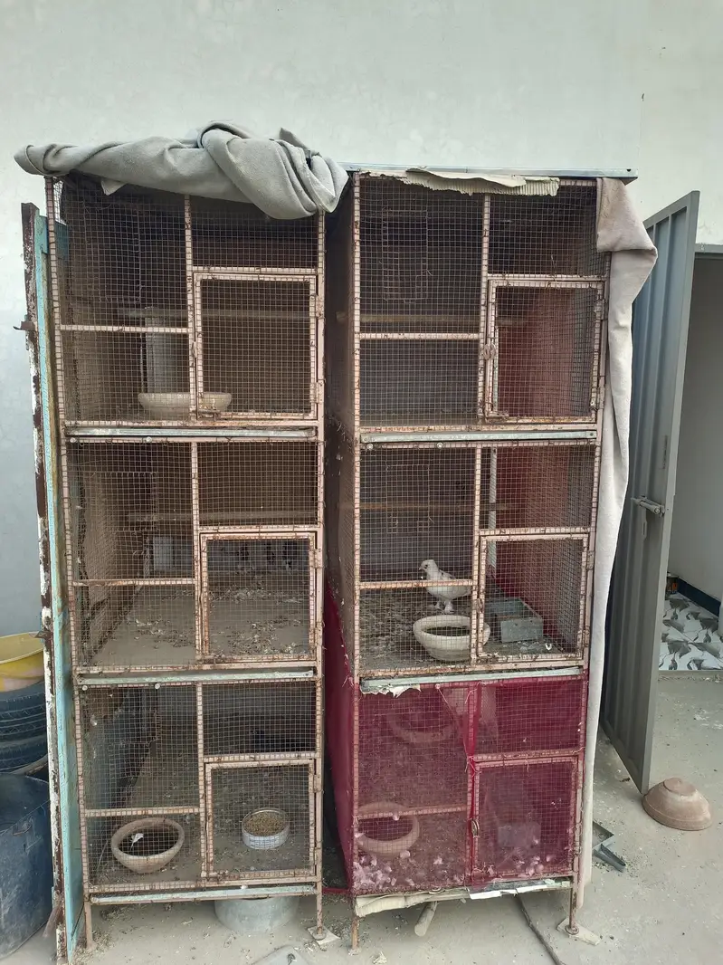 Cages for sale best for Parrot, Cats, Hen, Pigeon other animals Cage — photo 2