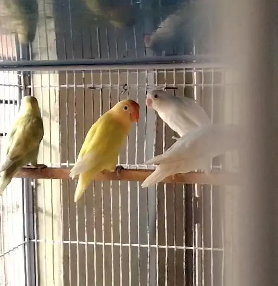 Jumbo size birds