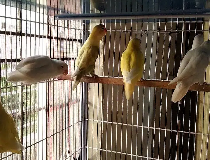 Jumbo size birds — photo 2