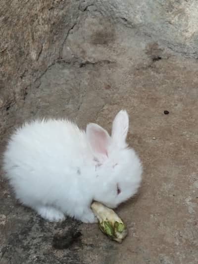 Angora Rabbit