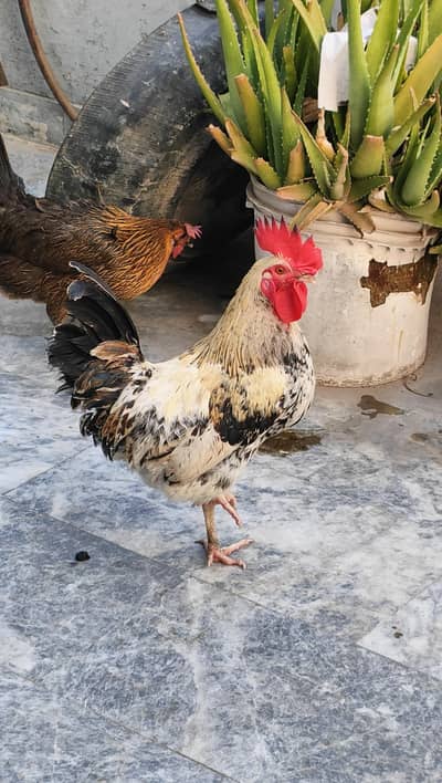 Adult Dasi murga for sale 1700