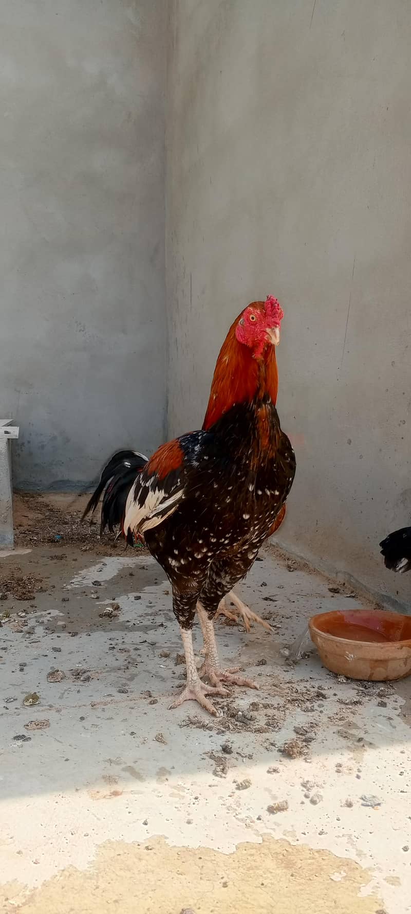 aseel murga 3