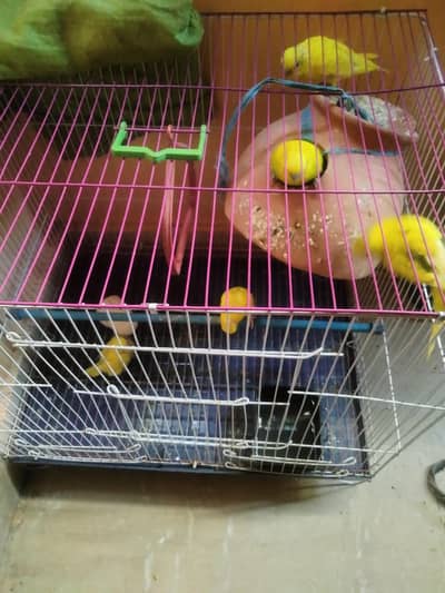 Australian parrot