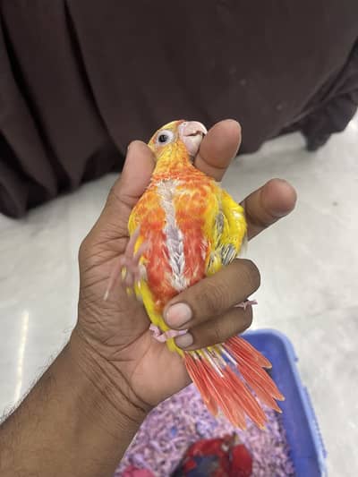 Sun cheeck for urgent sale