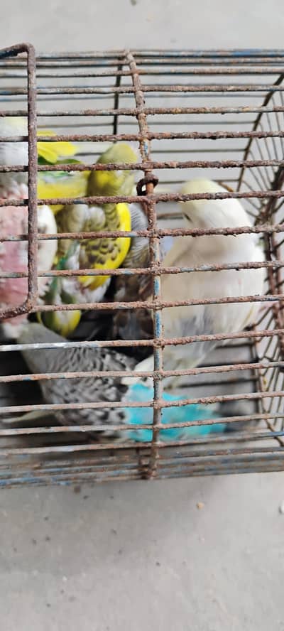 budgie parrot condum peices