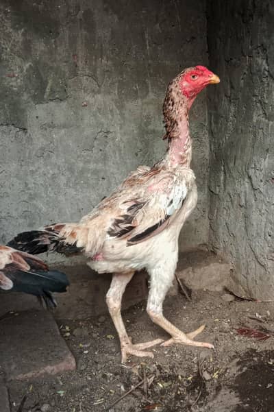 LONG HEIGHT GERMAN SHAMO FEMALES