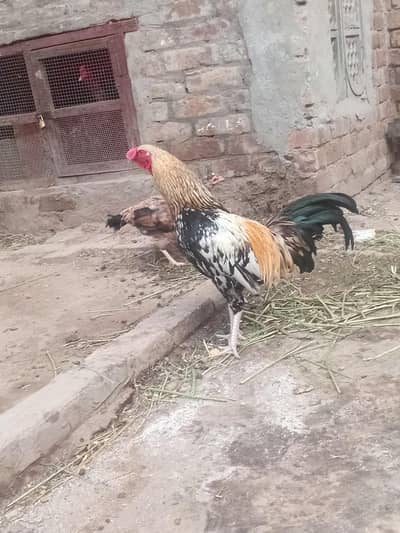 aseel male for sale