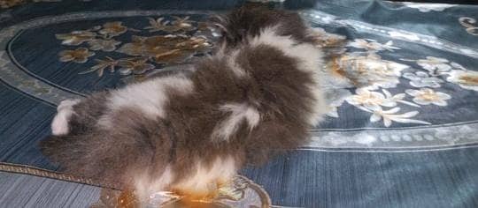 *GREY-EYED PERSIAN KITTEN HEALTY & PLAYFULL*