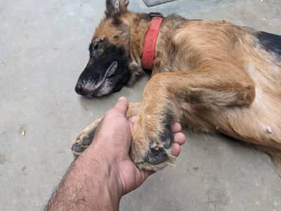female germen shepherd triple coat