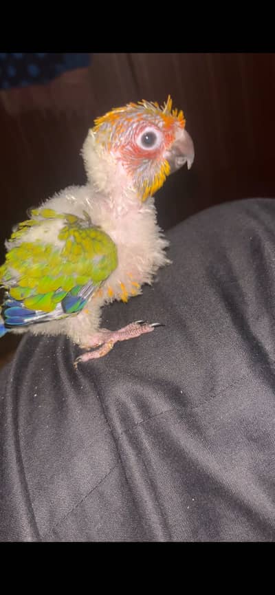 Sun conure healthy and active