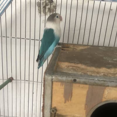 Love birds