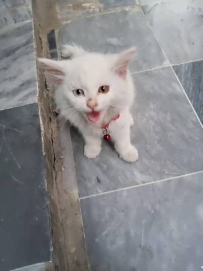 baby cat