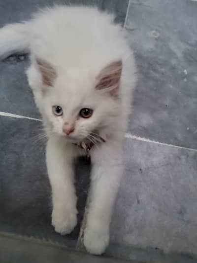 Russian cat be happy