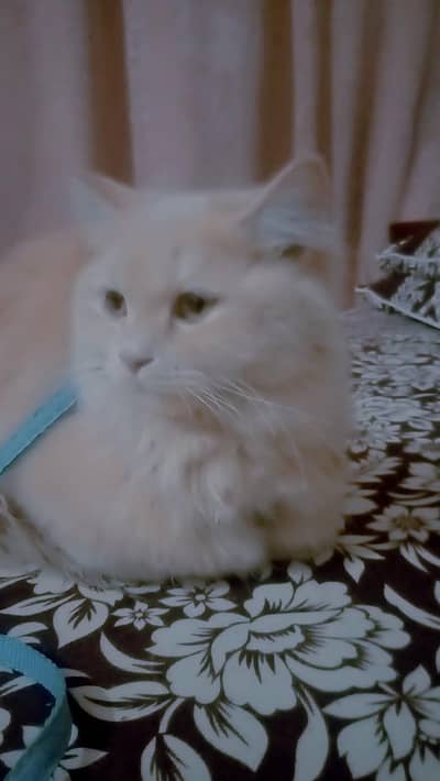 Simba
