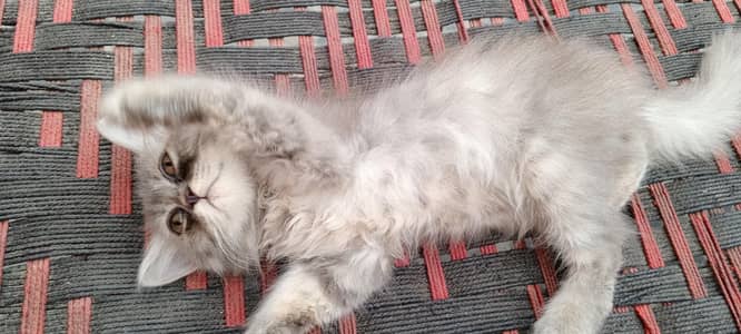 Persian kittens
