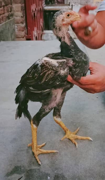High Quality Chicks Shamo Home breed