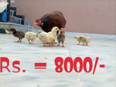Big Aseel Hen with 10 Healthy Aseel Chicks