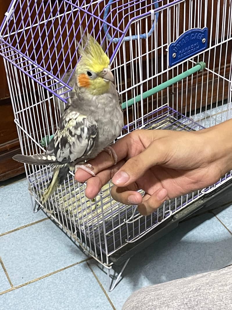cocktail and lovebirds cage, 0
