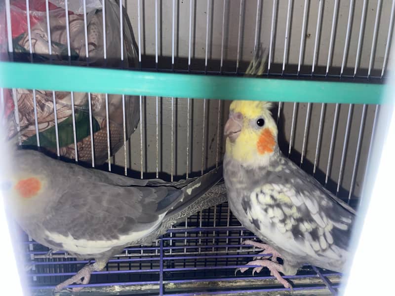 cocktail and lovebirds cage, 1