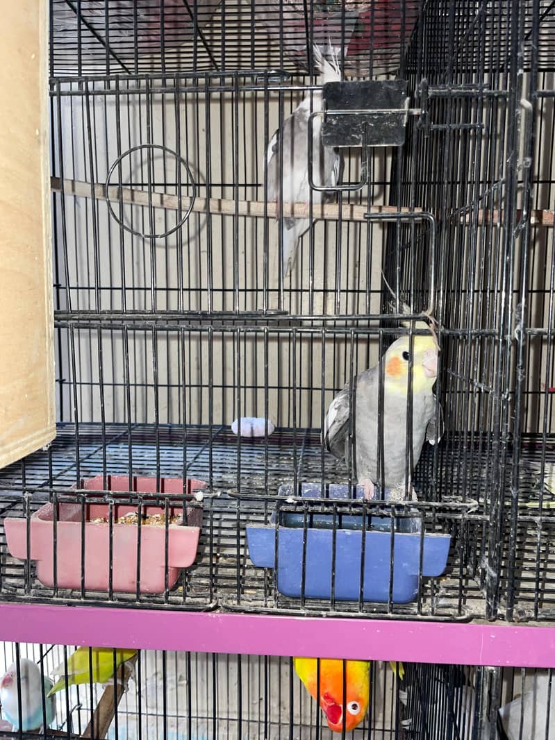 cocktail and lovebirds cage, 2