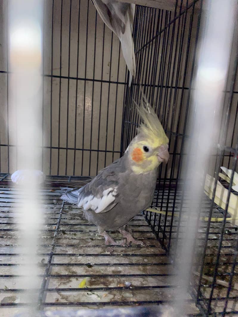 cocktail and lovebirds cage, 3